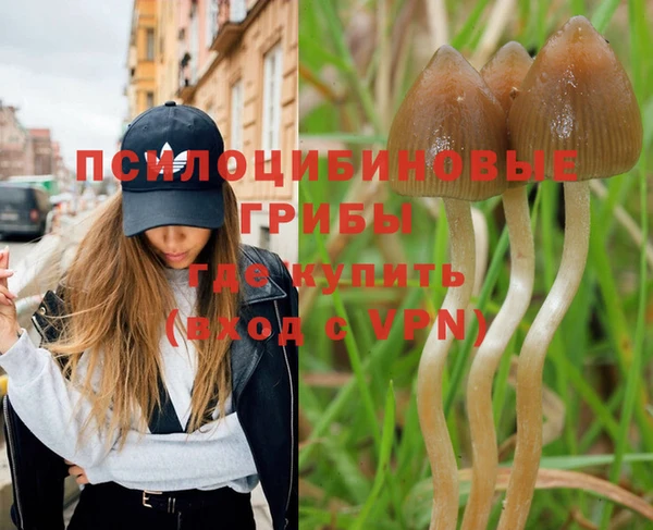 прущие грибы Бородино