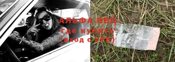прущие грибы Бородино